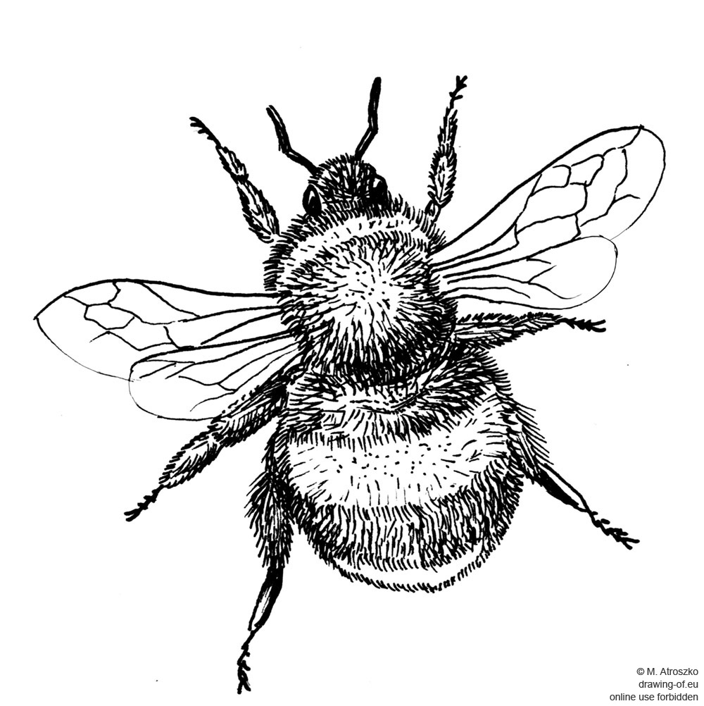 bumblebee drawing
