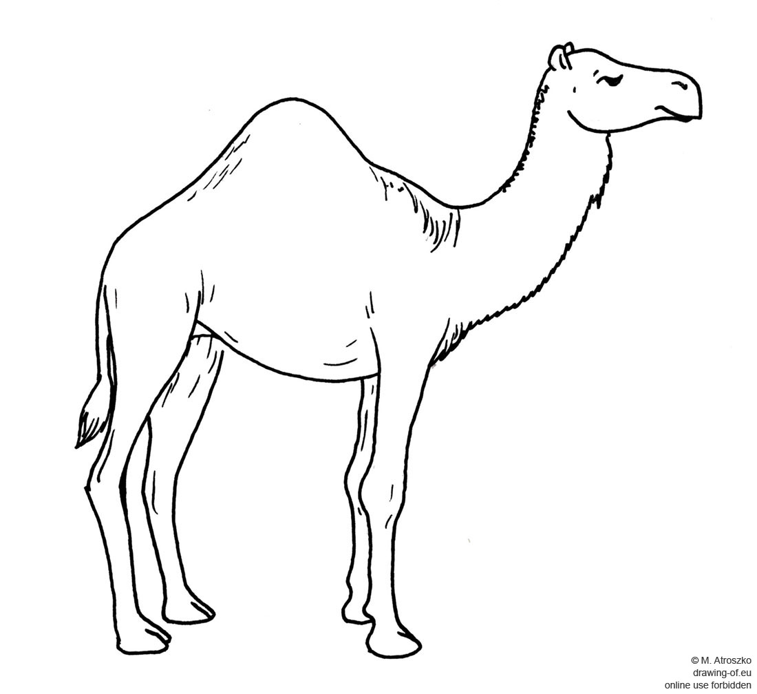 camel drawing
