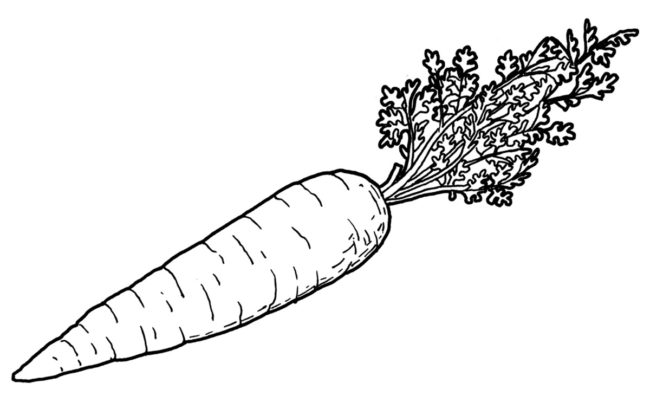 Drawing Of Carrot – Line Art Illustrations