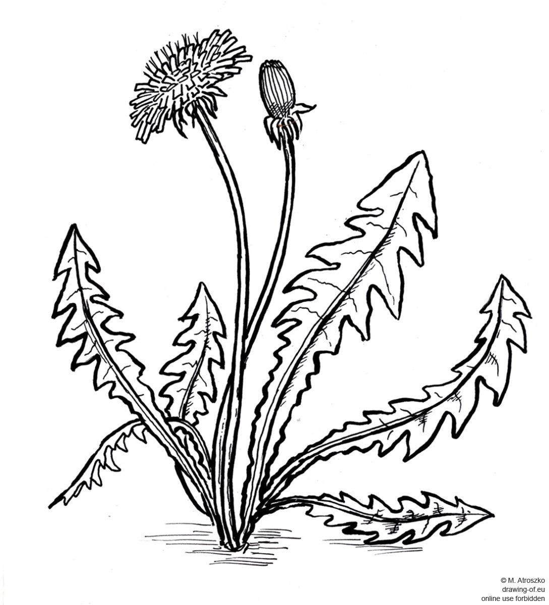 drawing of dandelion Line art illustrations