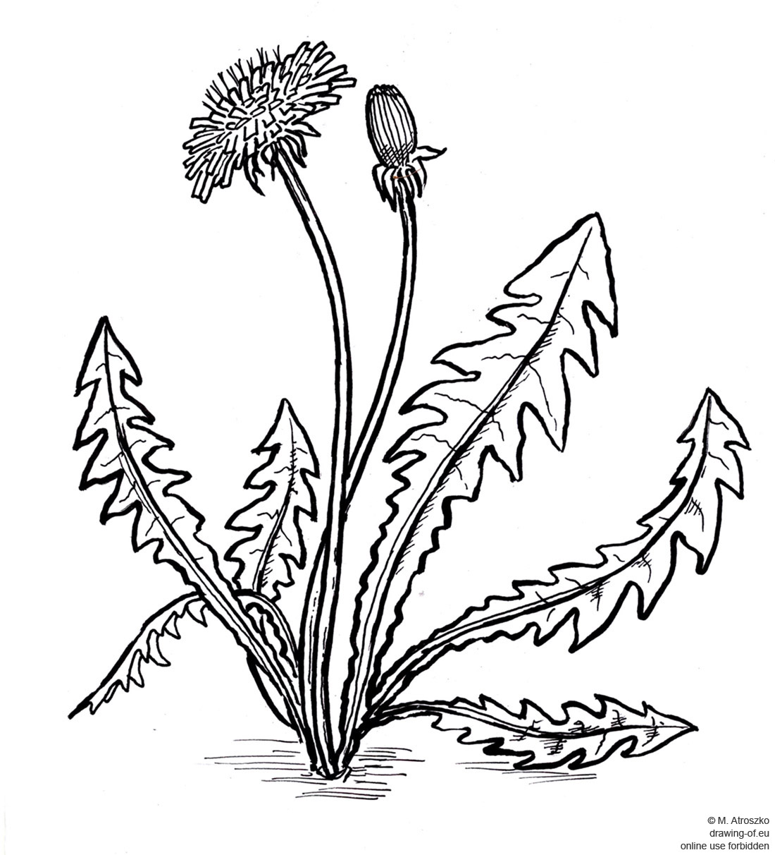 dandelion drawing