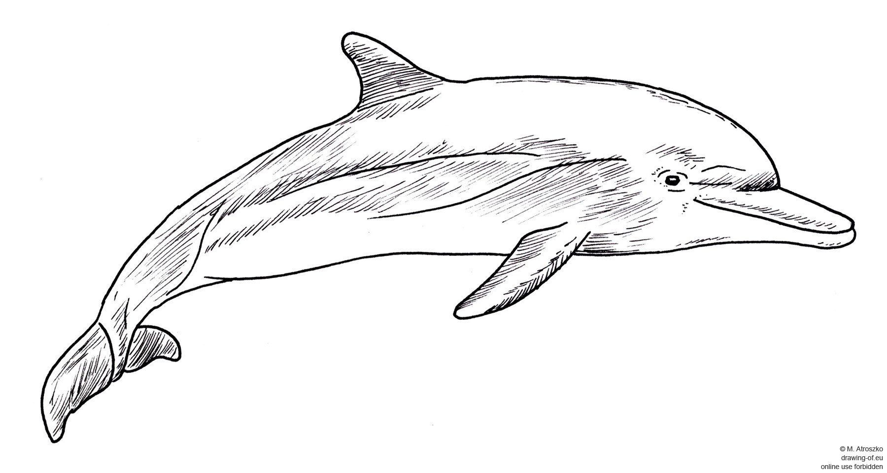 dolphin drawing
