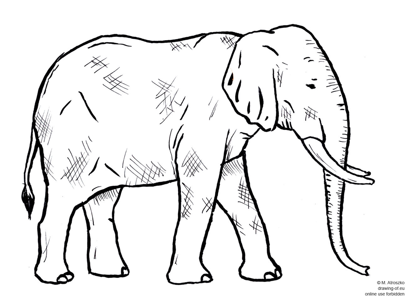 drawing of elephant drawingof.eu
