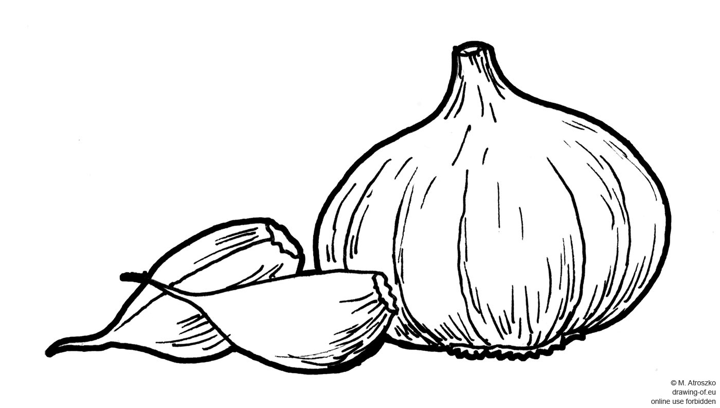garlic drawing