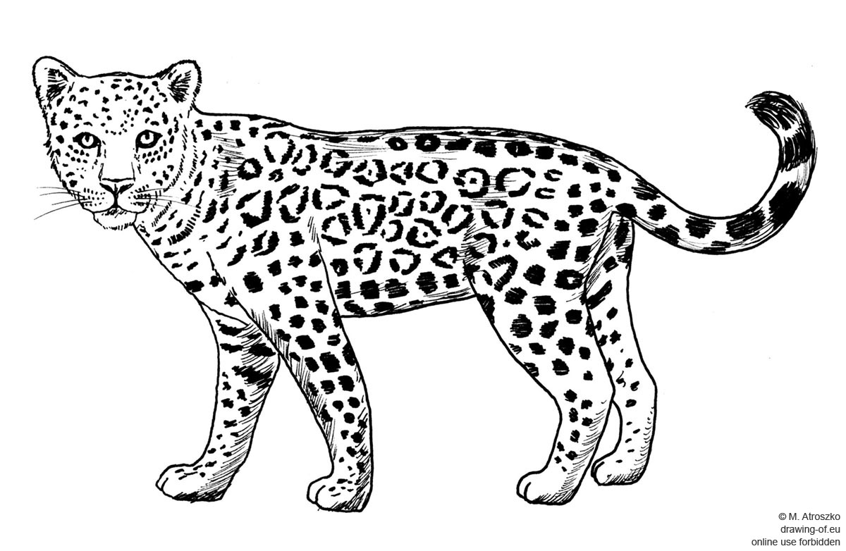 jaguar animal drawing