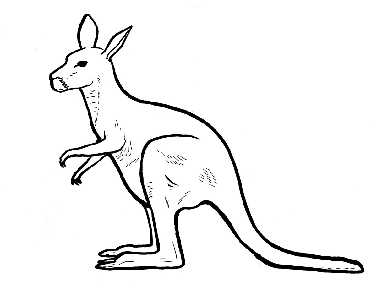 kangaroo drawing