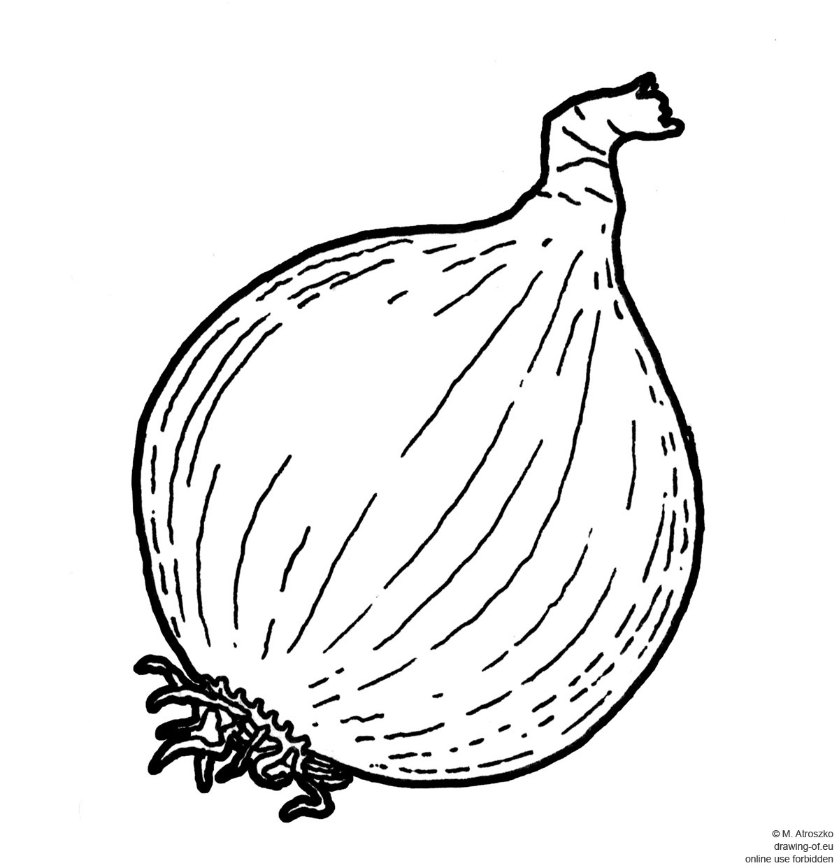 onion drawing