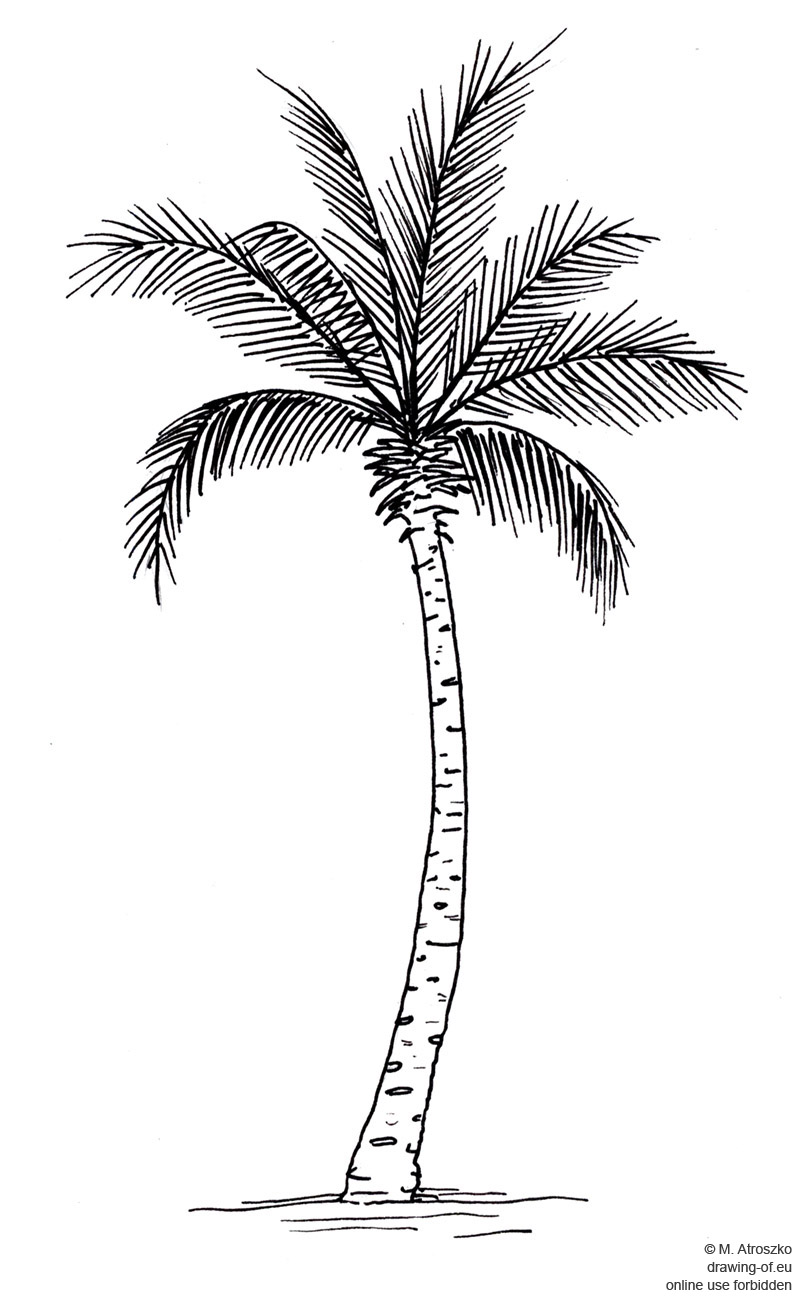 palm tree drawing