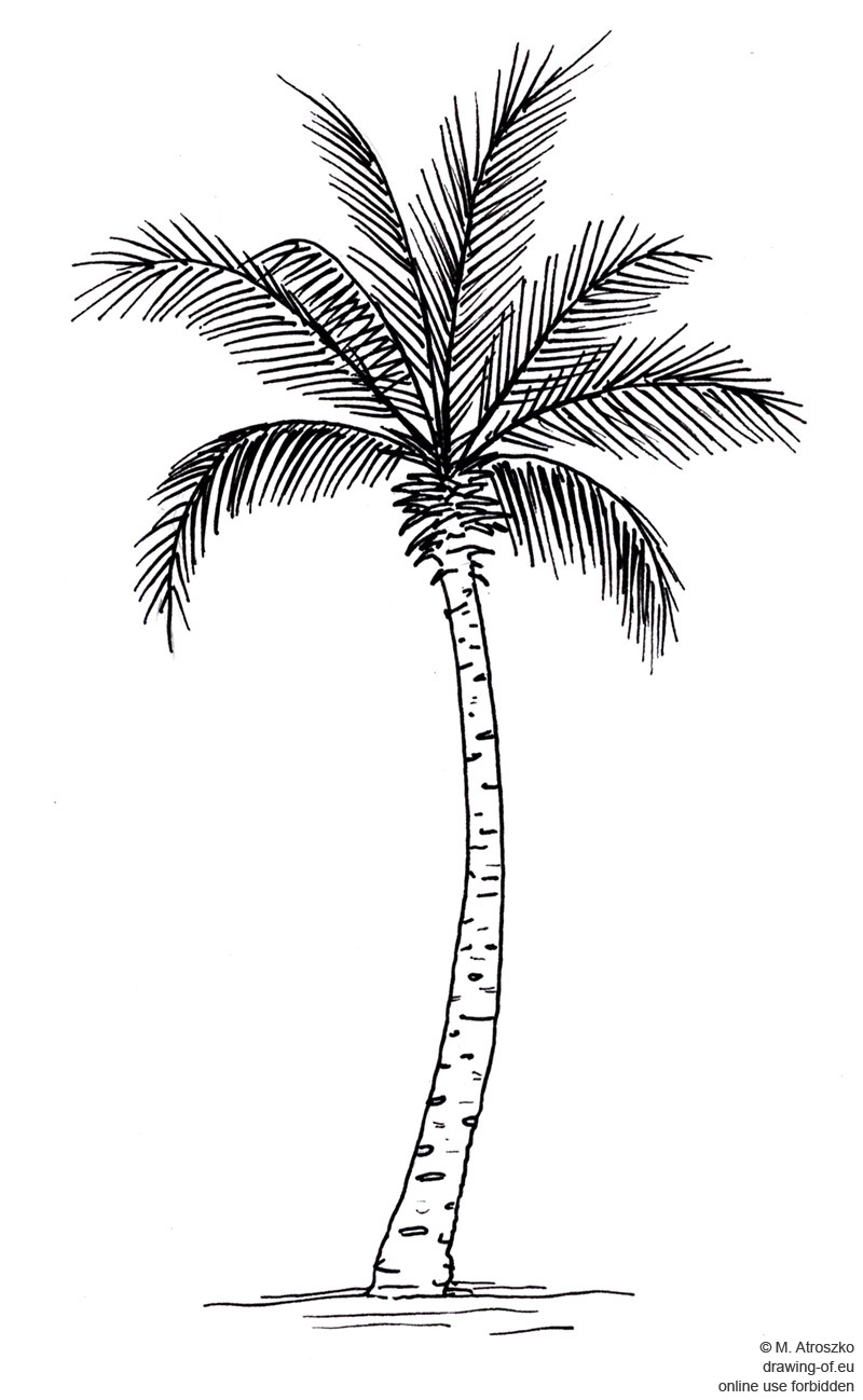 drawing of palm tree drawingof.eu