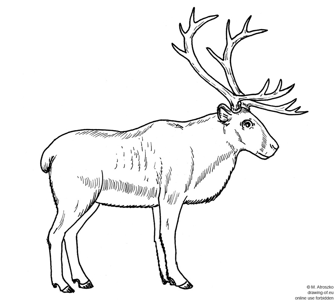 drawing of reindeer Line art illustrations