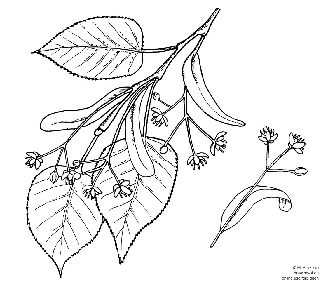 tilia flower drawing