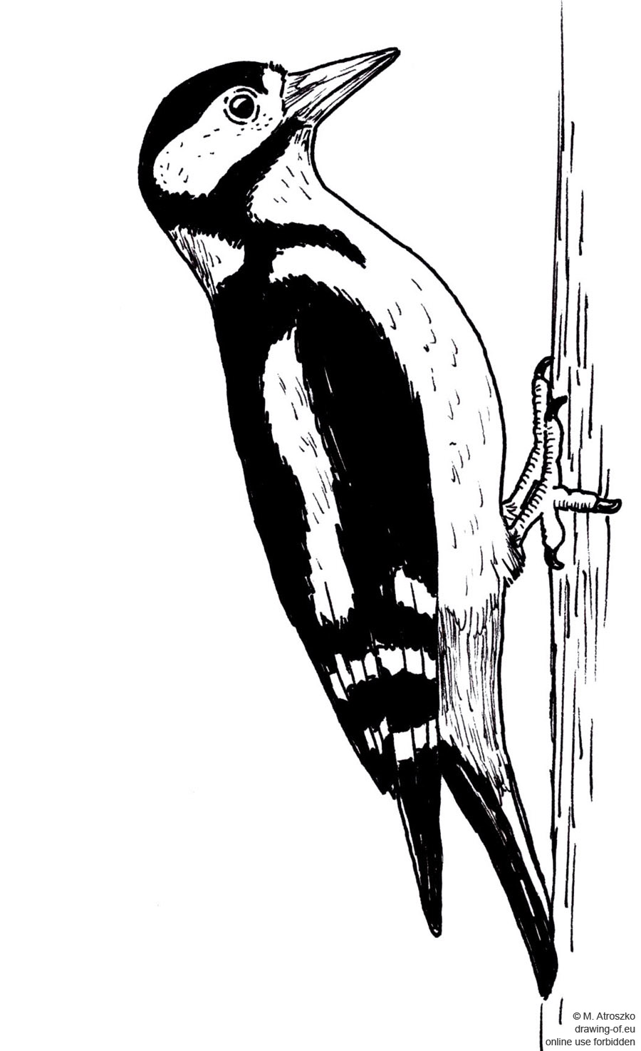 woodpecker drawing