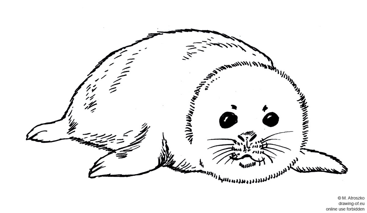 young seal drawing