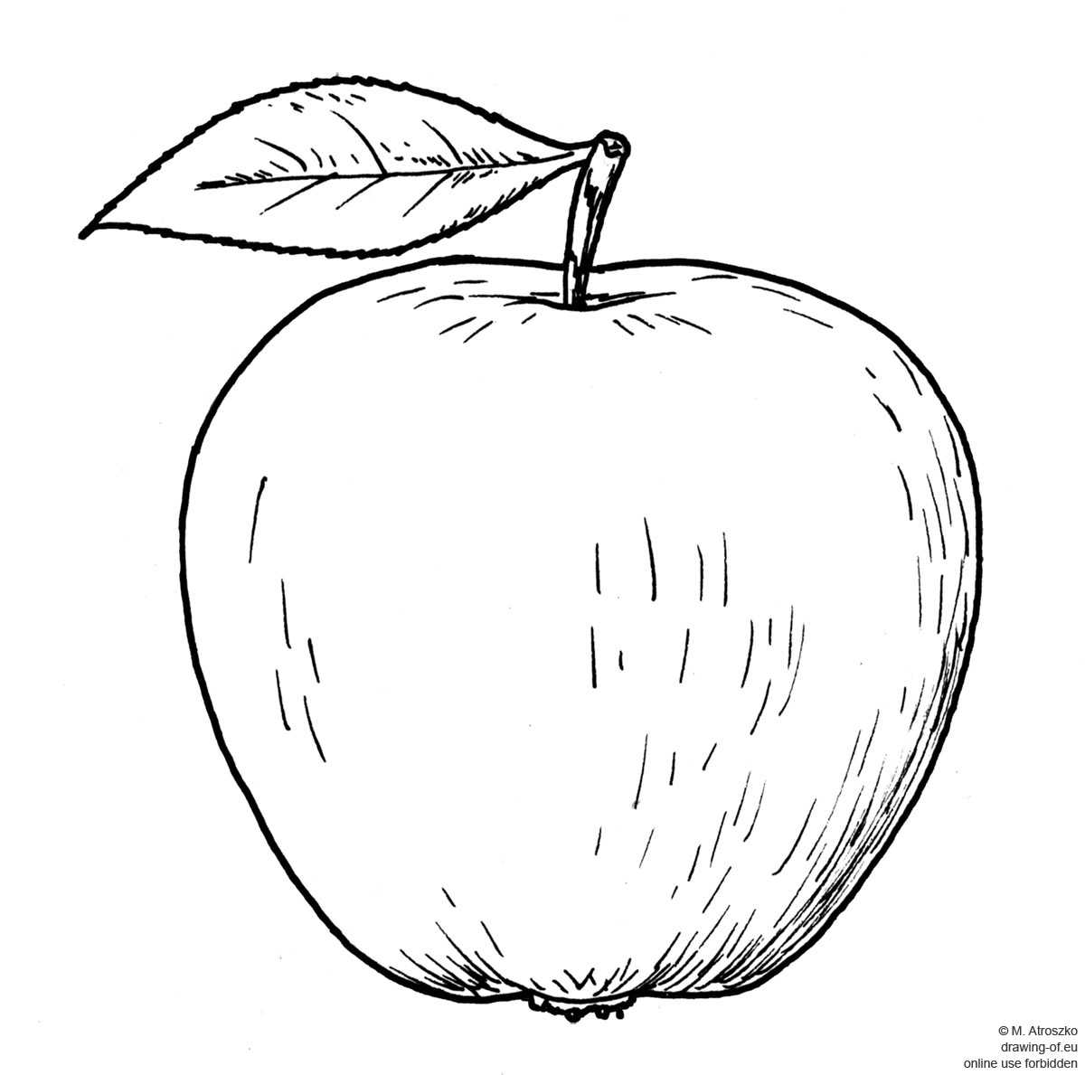 apple fruit drawing