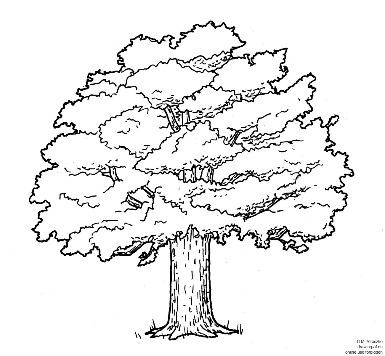 drawing of oak tree
