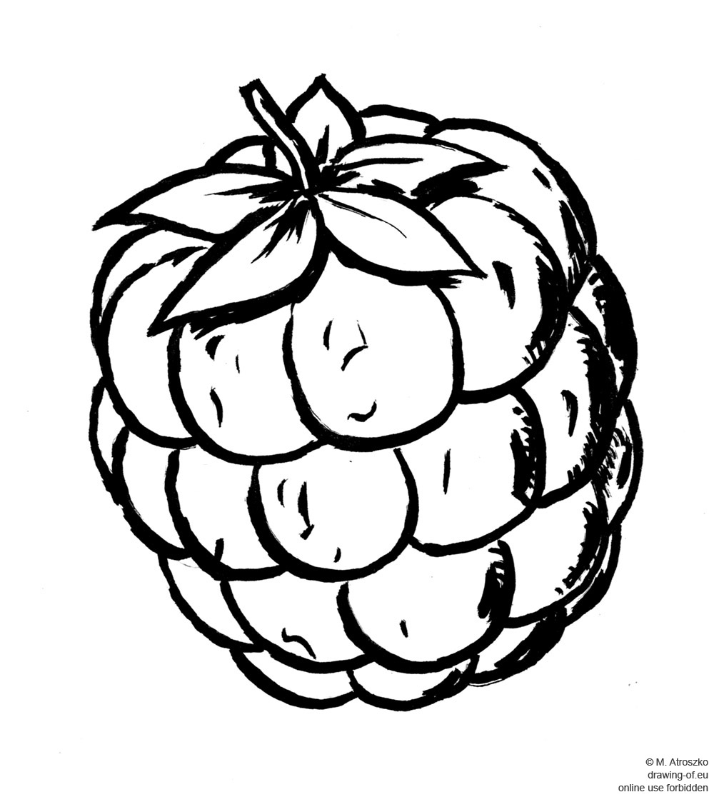 raspberry drawing