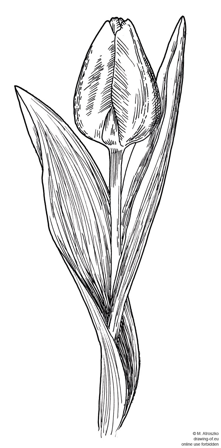 tulip drawing