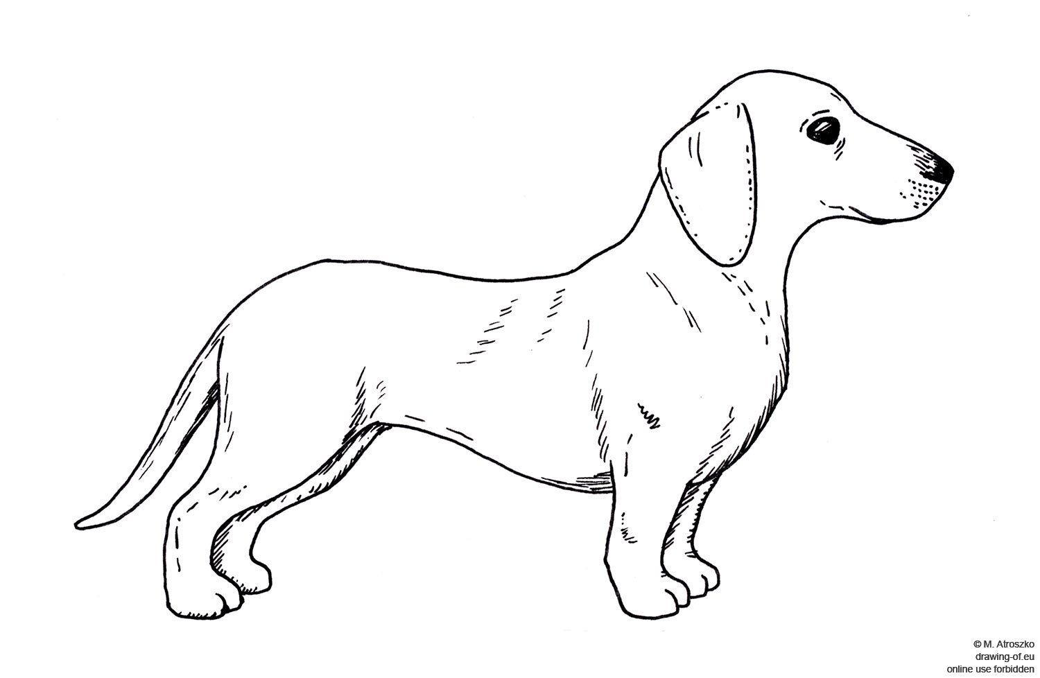 drawing of dachshund dog