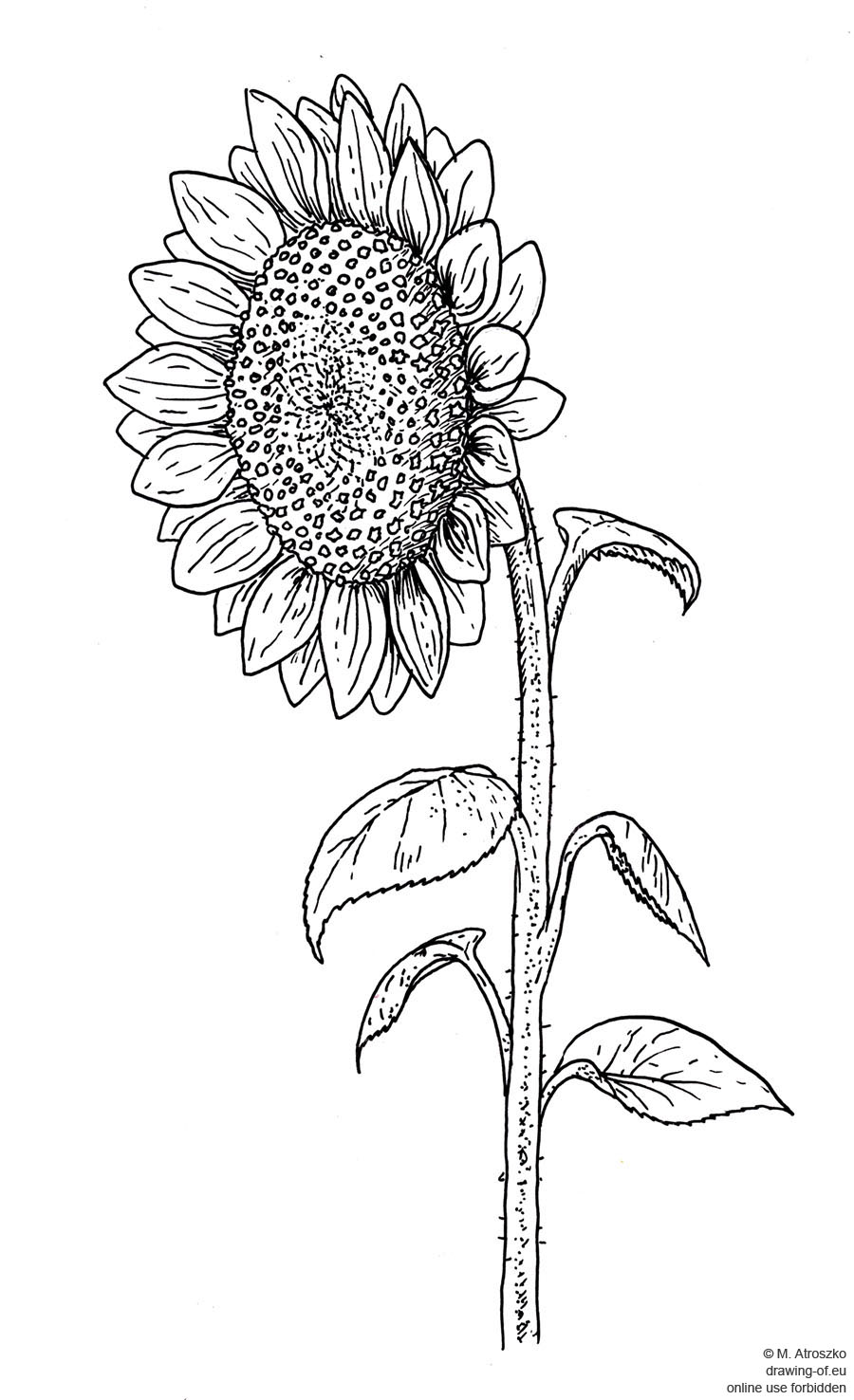 Drawing of sunflower drawingof.eu