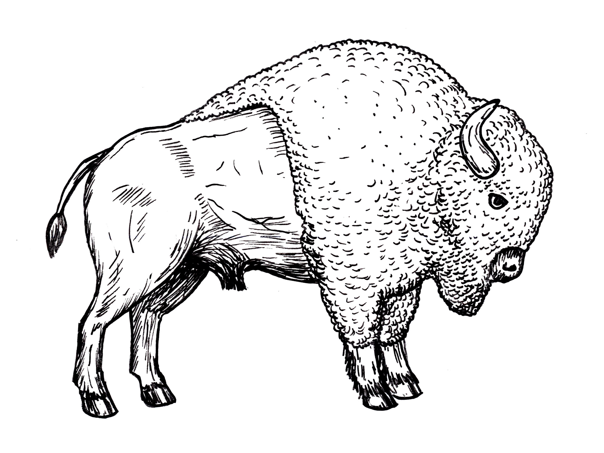 drawing of bison