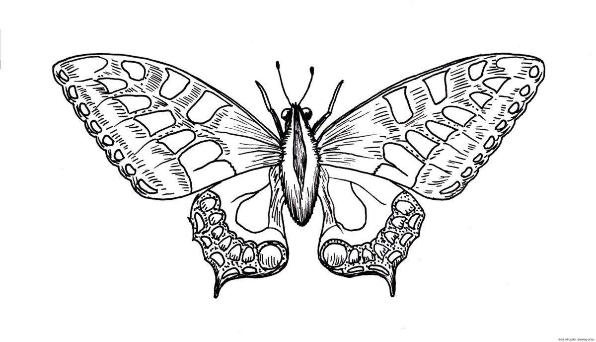 Большая бабочка рисунок