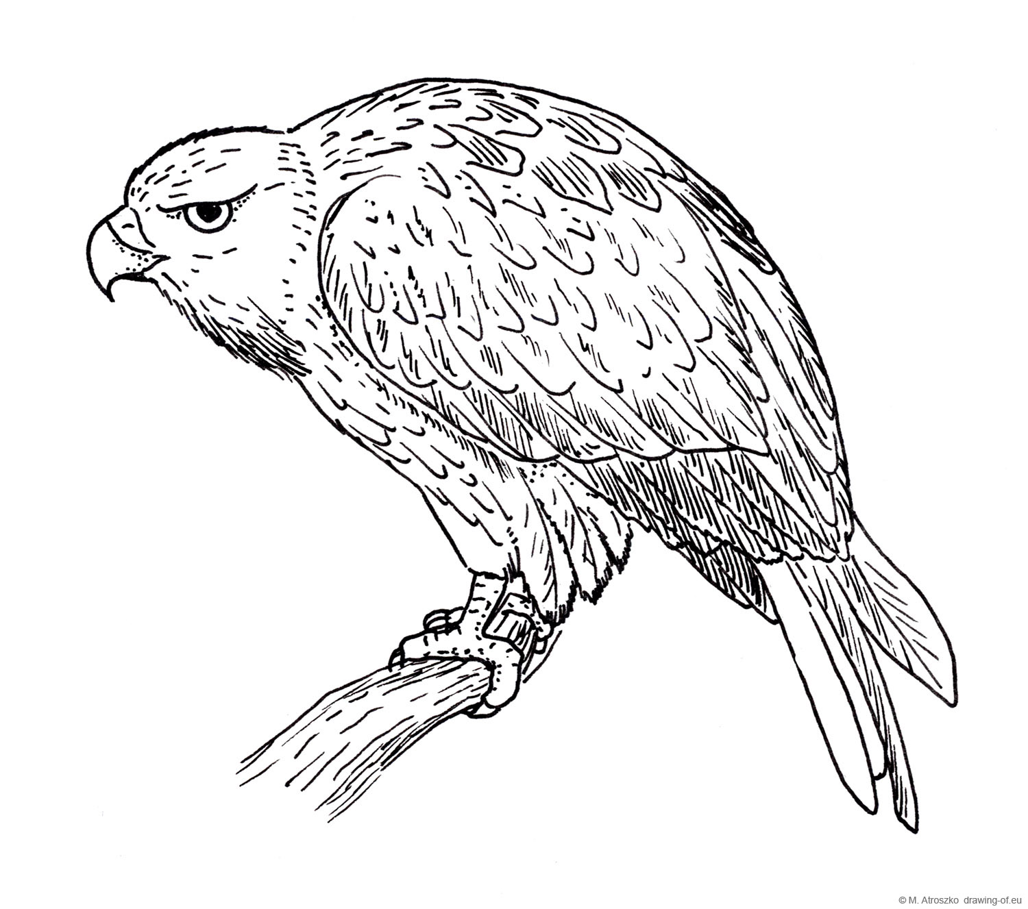 drawing of hawk bird