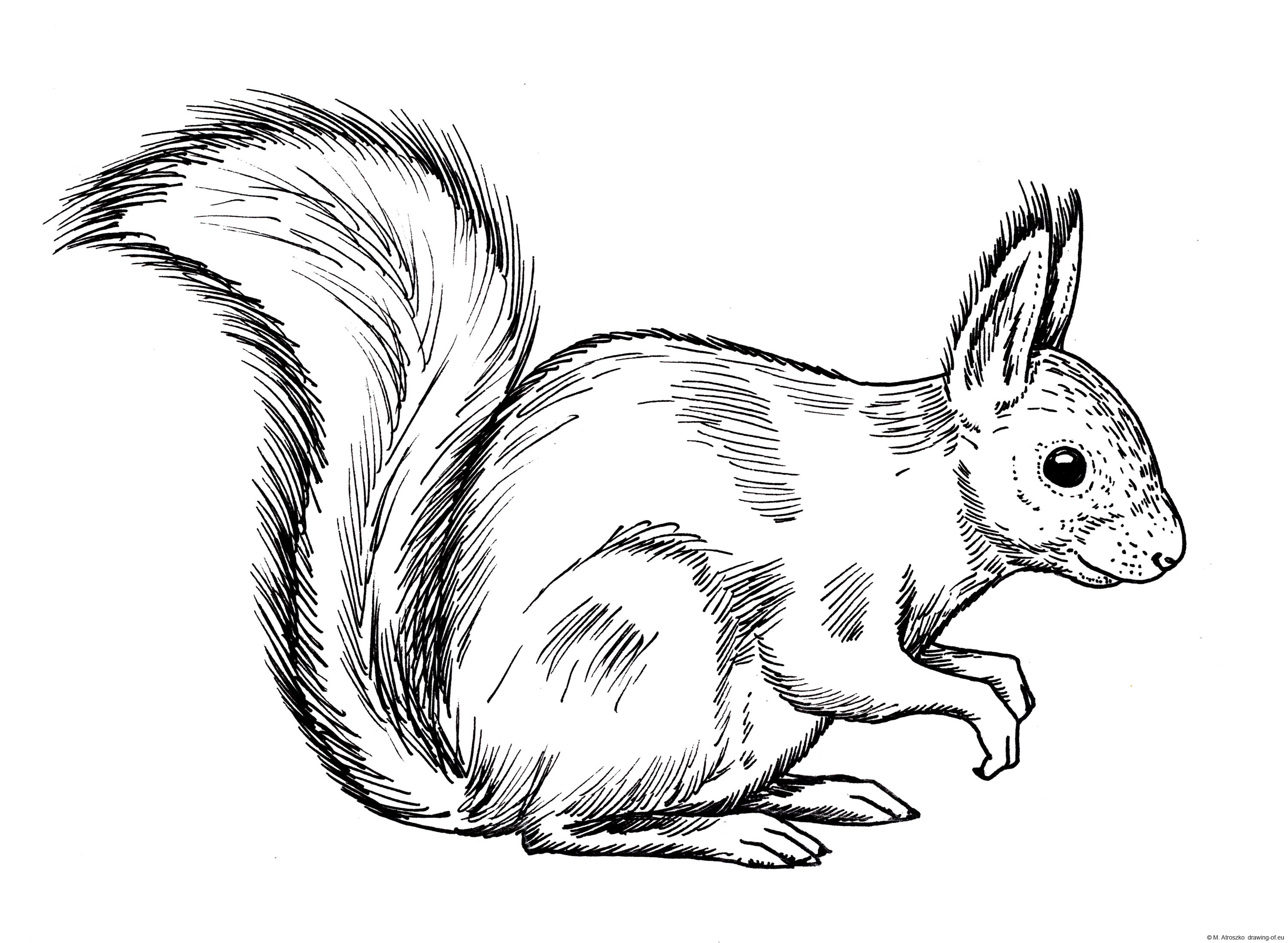 drawing of squirell