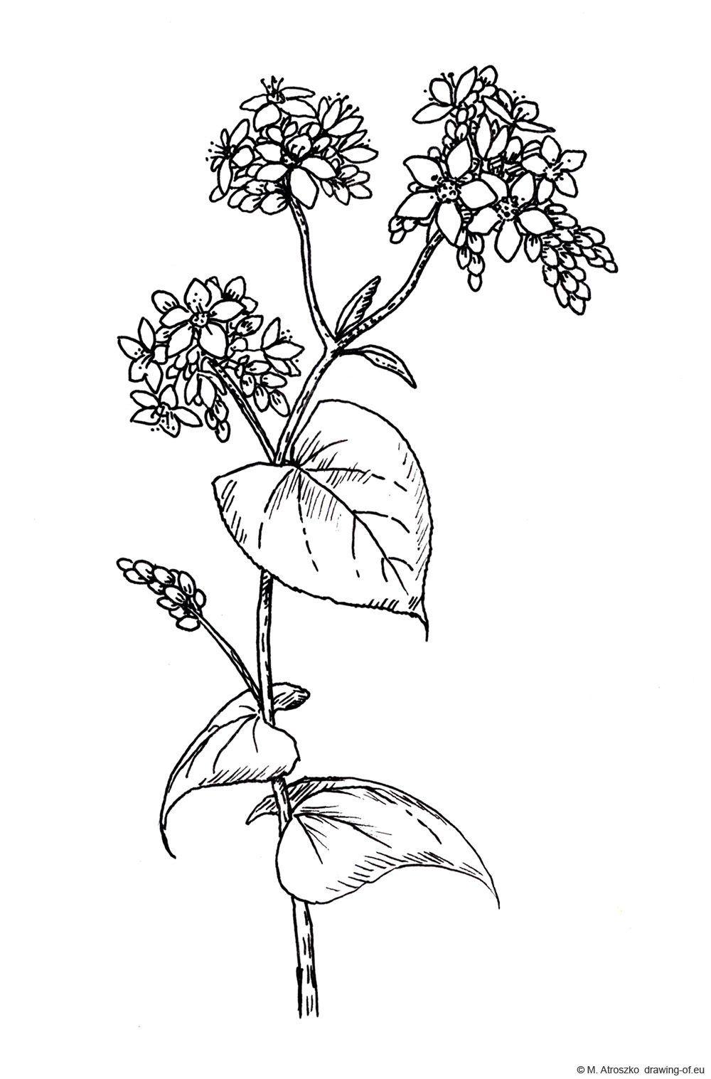 drawing of buckwheat