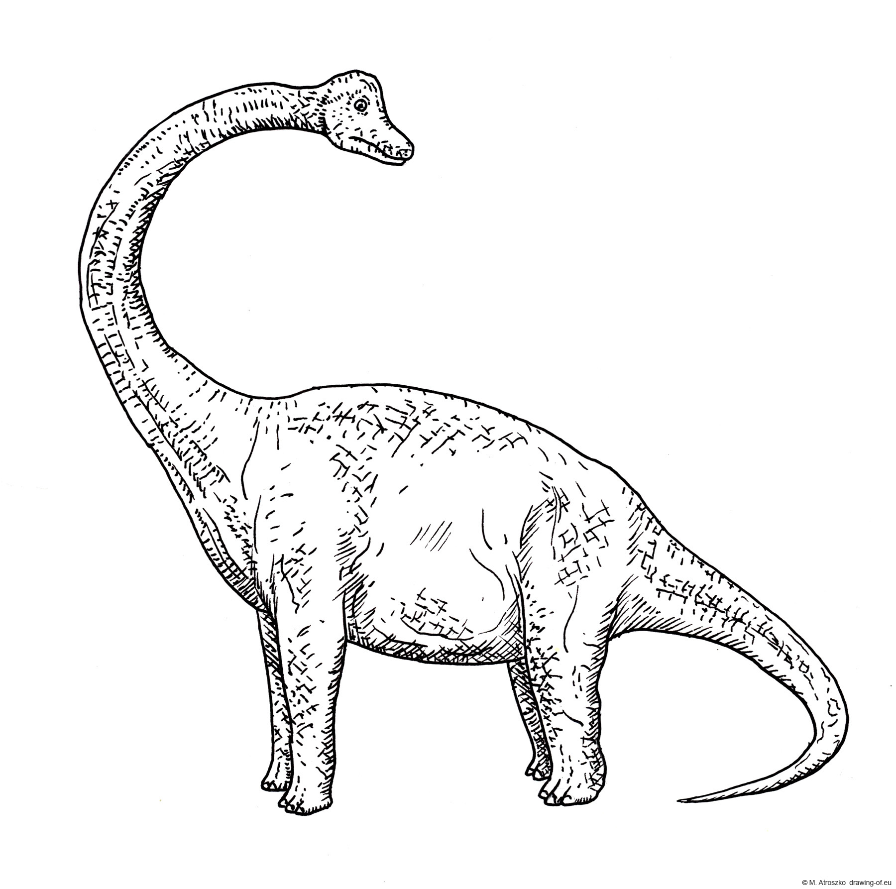 Brahiosaurus drawing