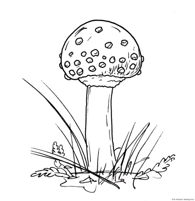 Drawing of fly agaric Line art illustrations