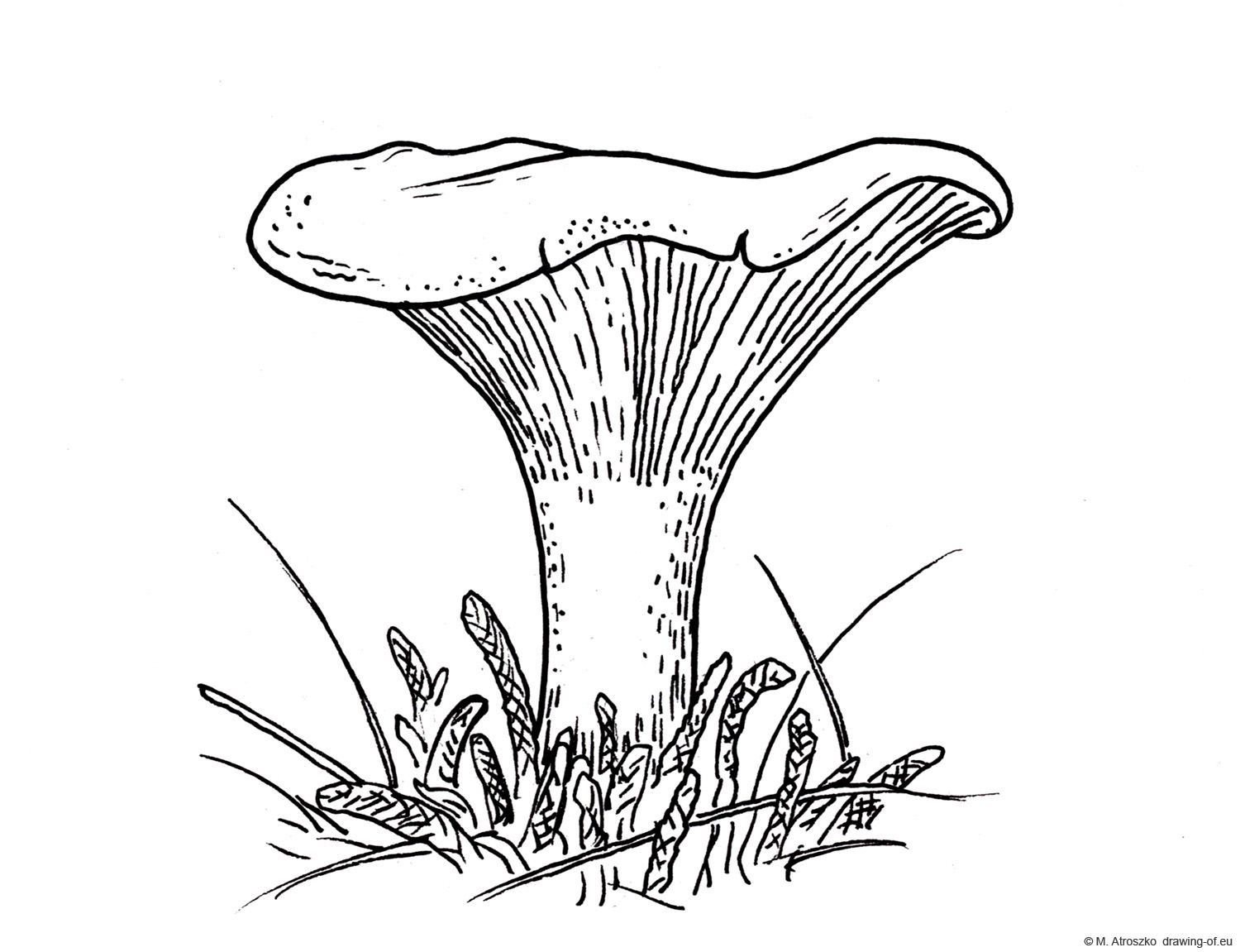 drawing of muschroom