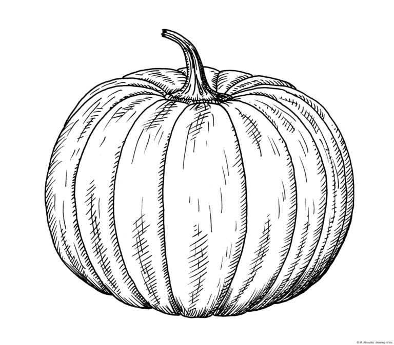 Drawing of pumpkin Line art illustrations