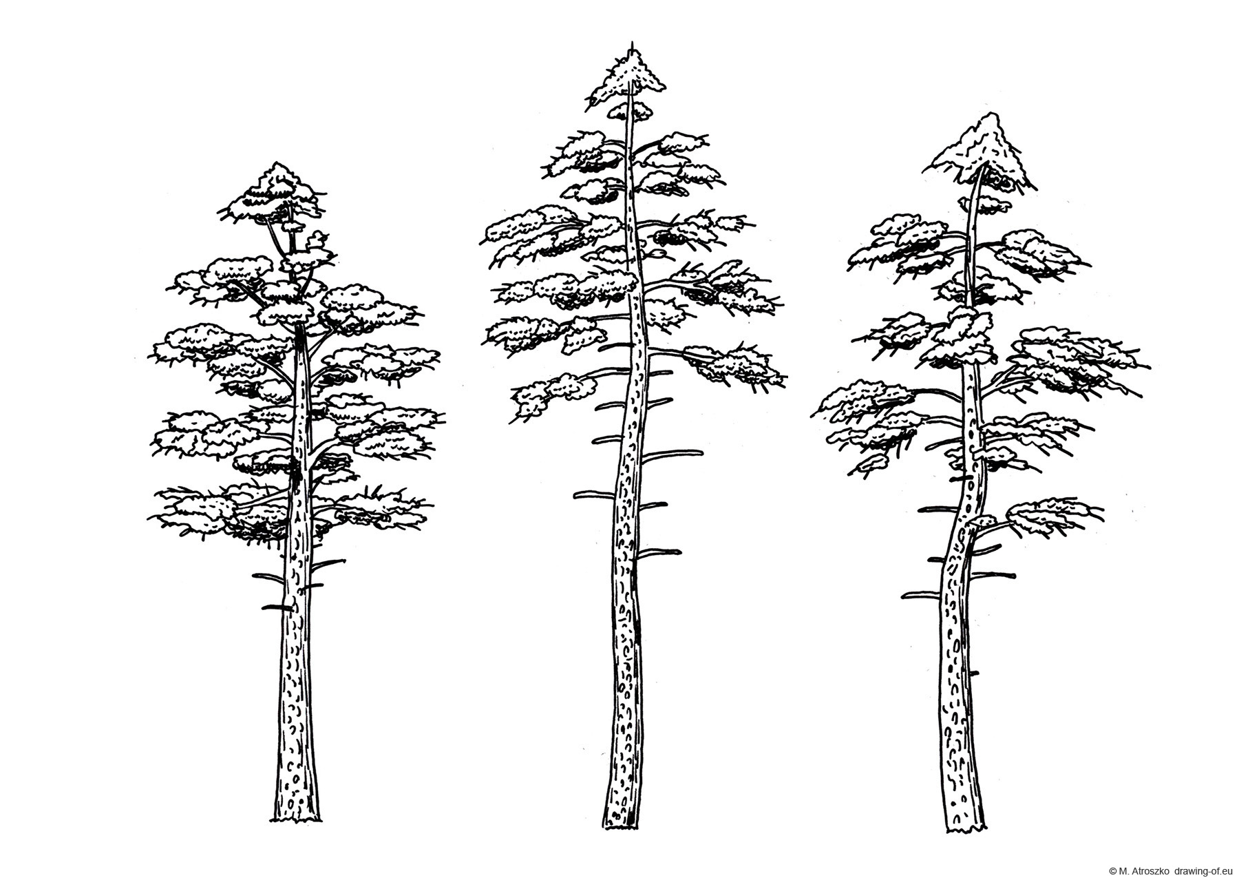 drawing of pines
