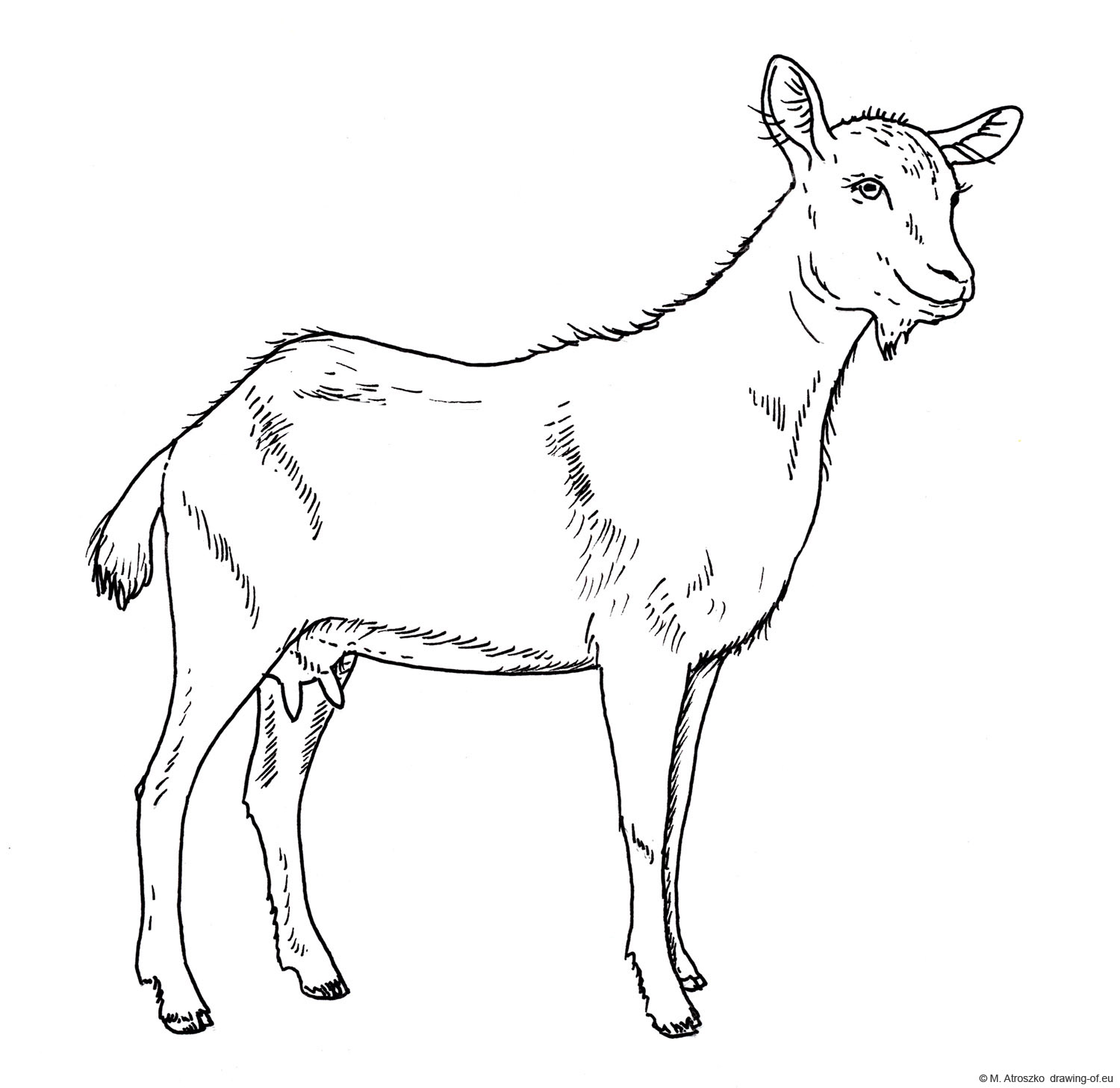 goat drawing