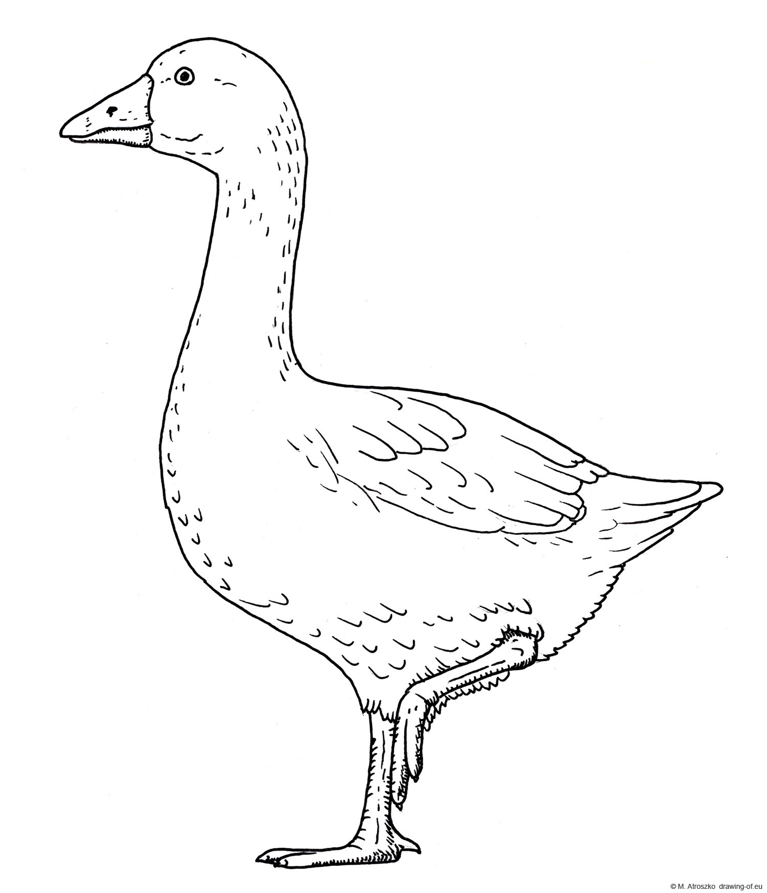 drawing of goose
