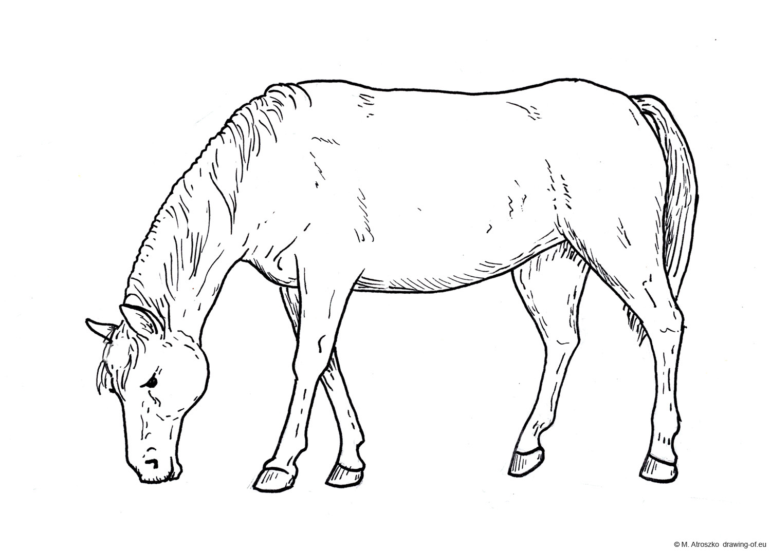 drawing of eating horse