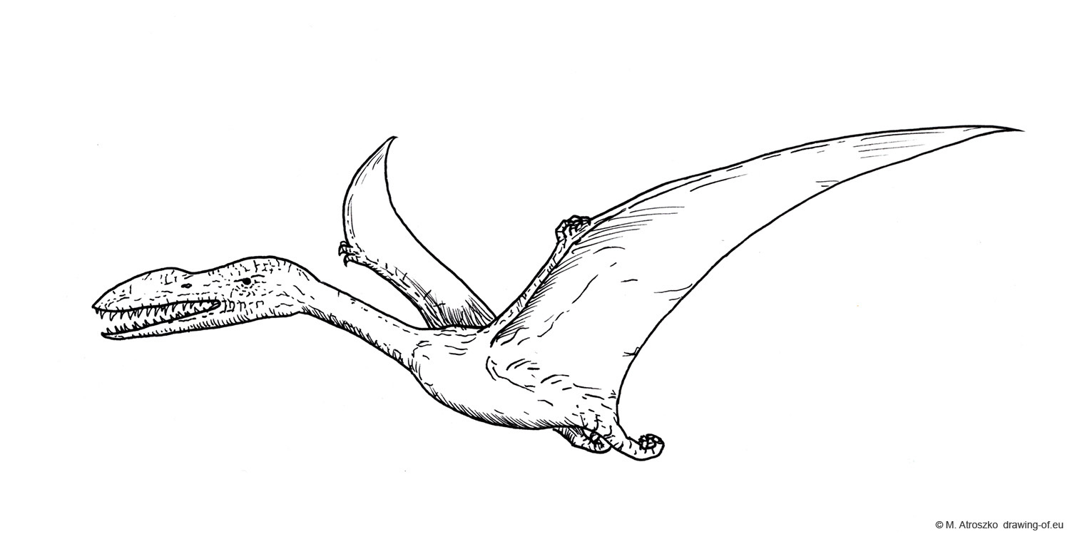 pterosaur drawing