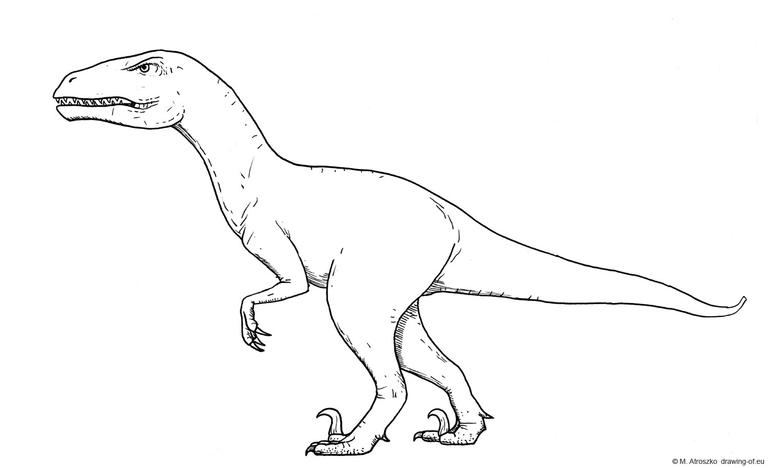 raptor drawing