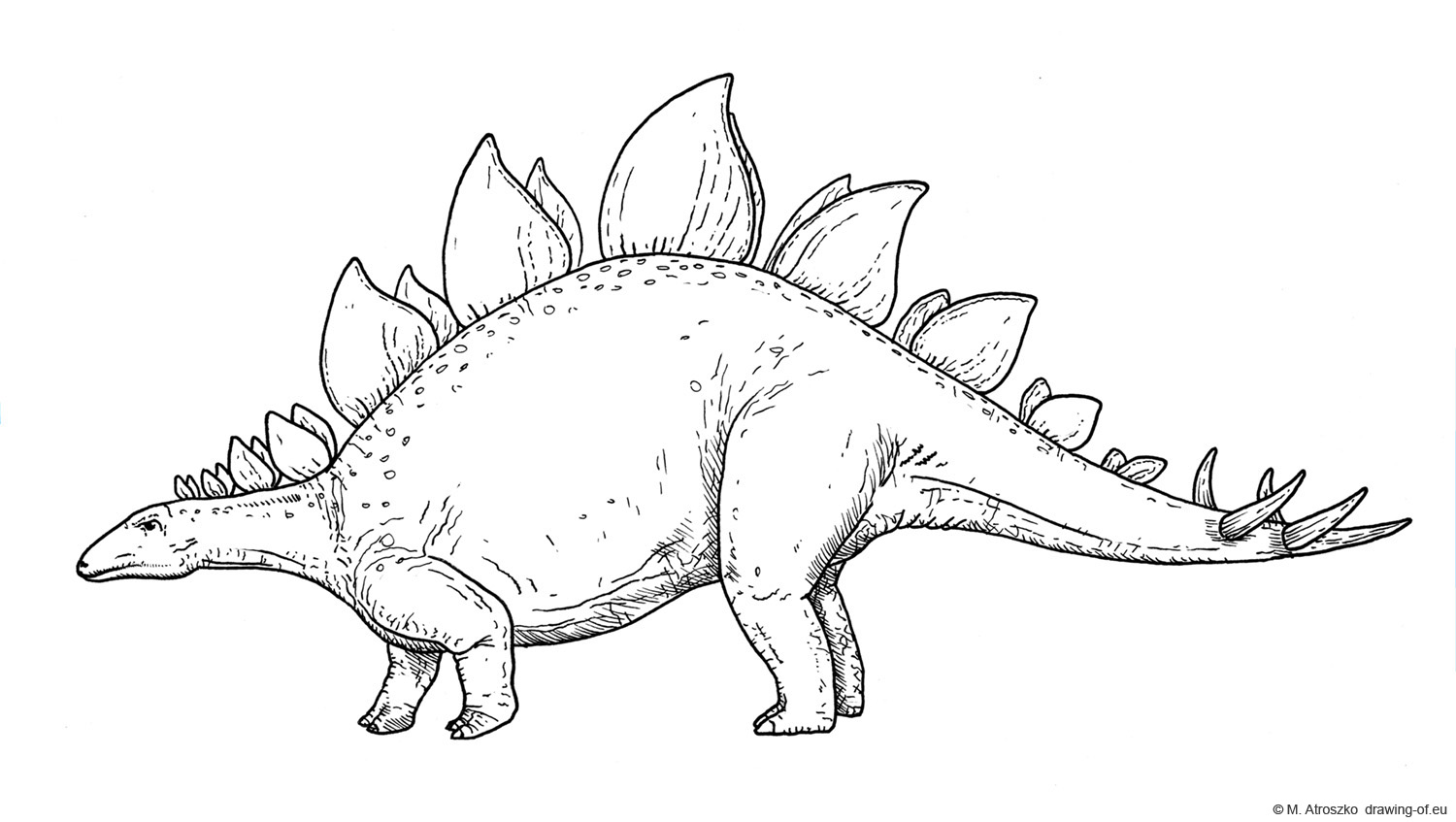 stegosaurus drawing