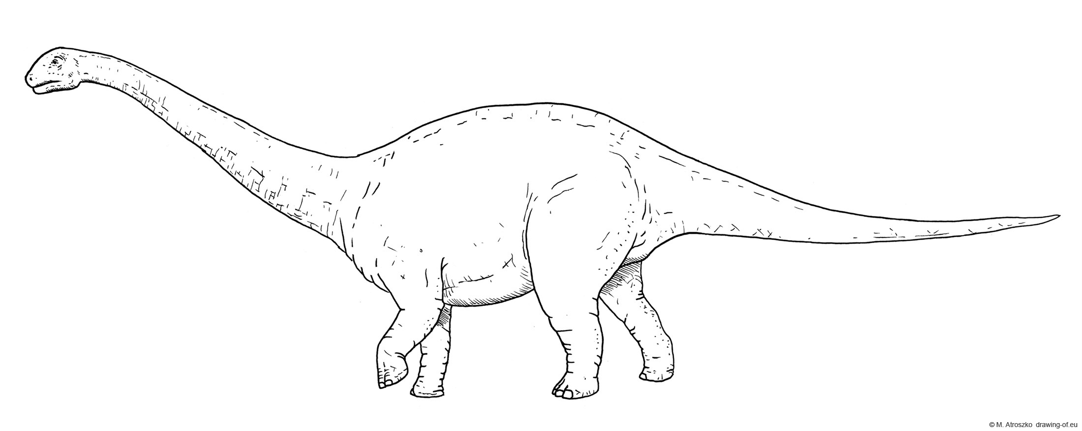 Drawing of Apatosaurus