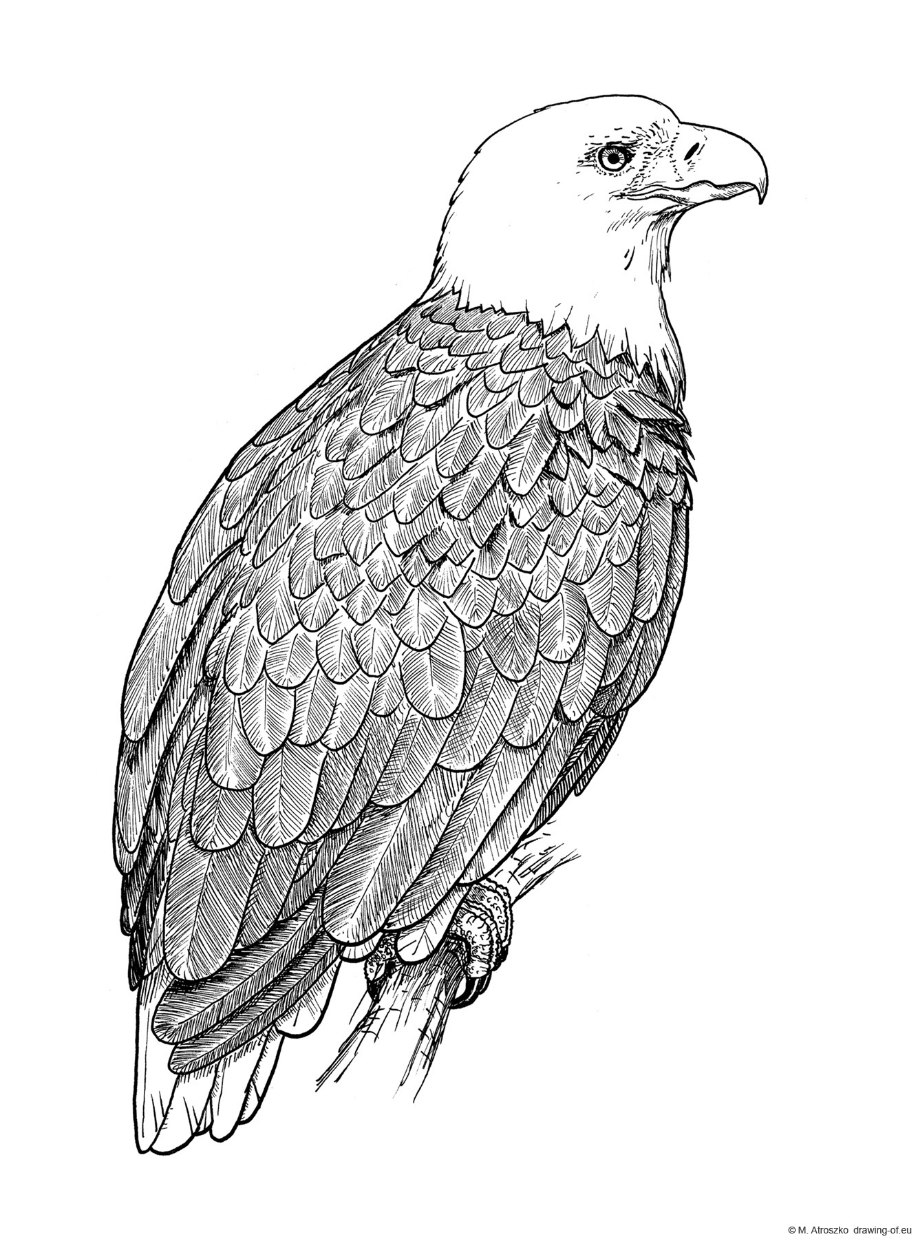 bald eagle drawing
