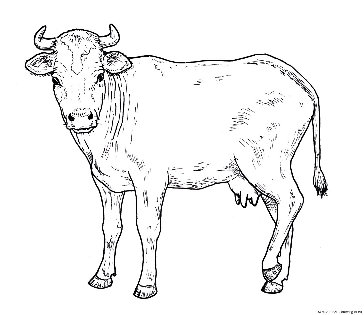 Drawing of cow