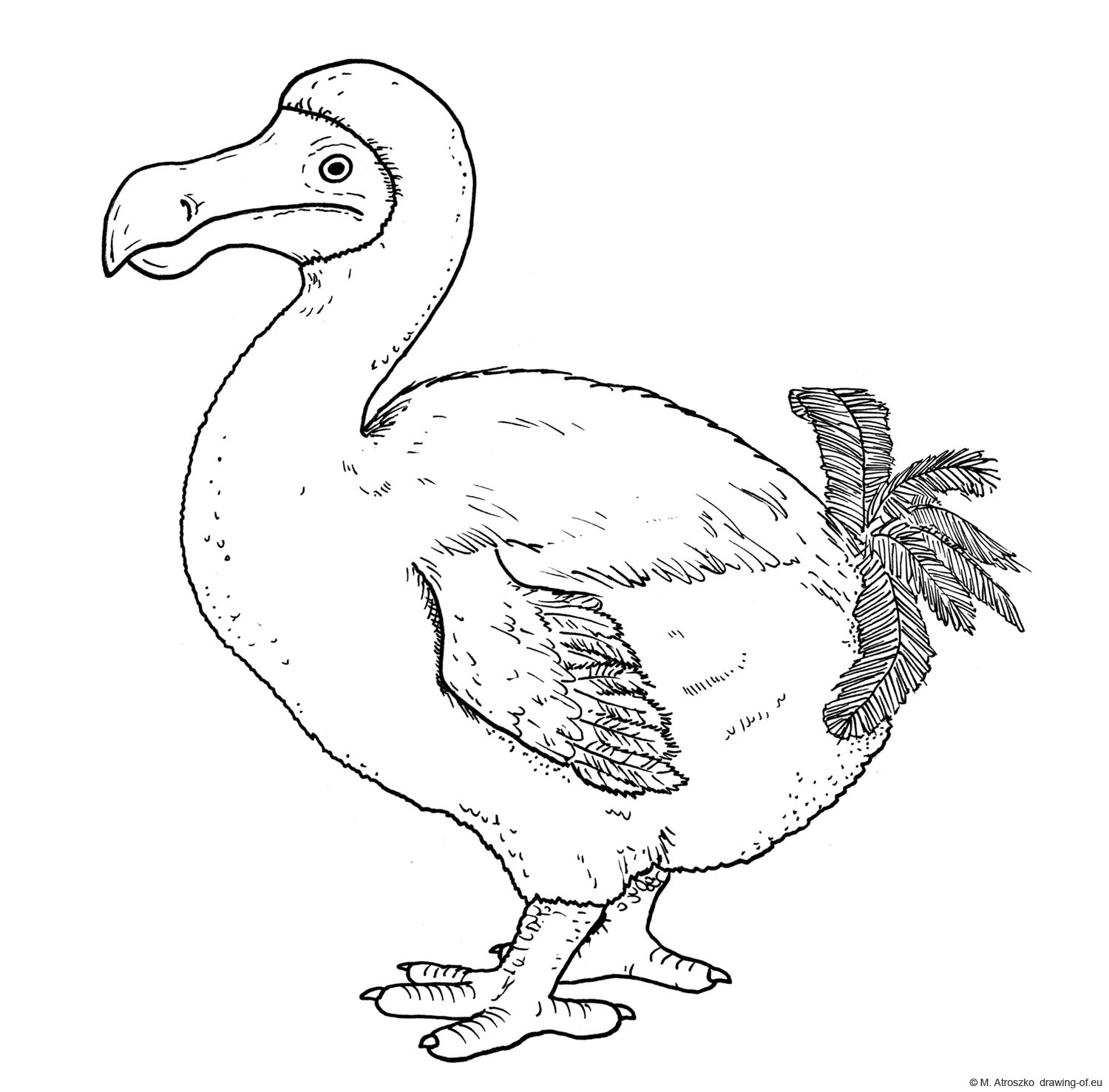 Drawing of Dront Dodo