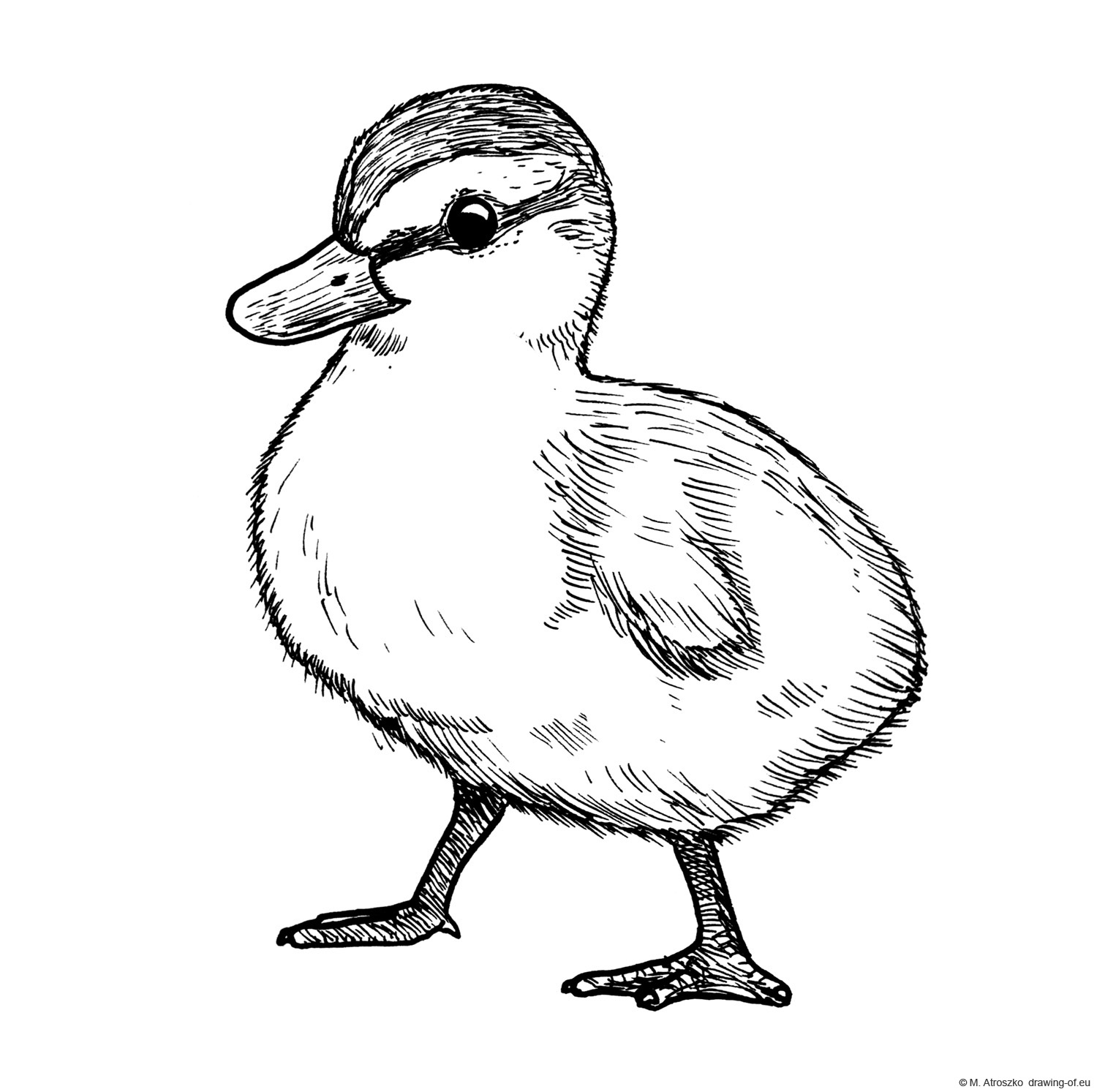 Drawing of duckling