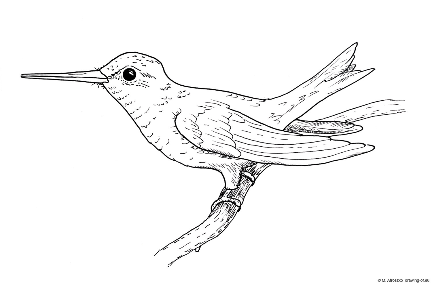Drawing of hummingbird