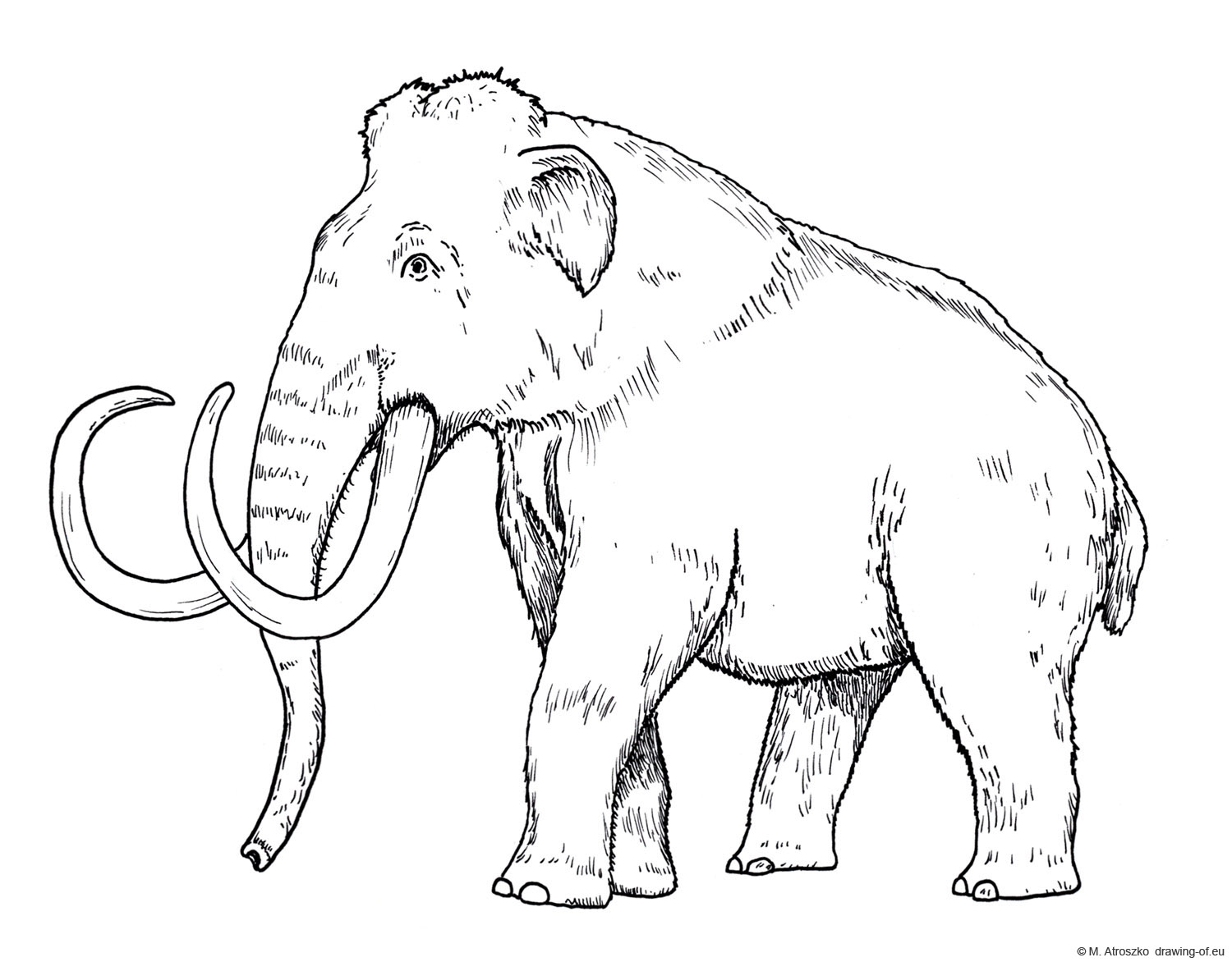 Drawing of Mammoth