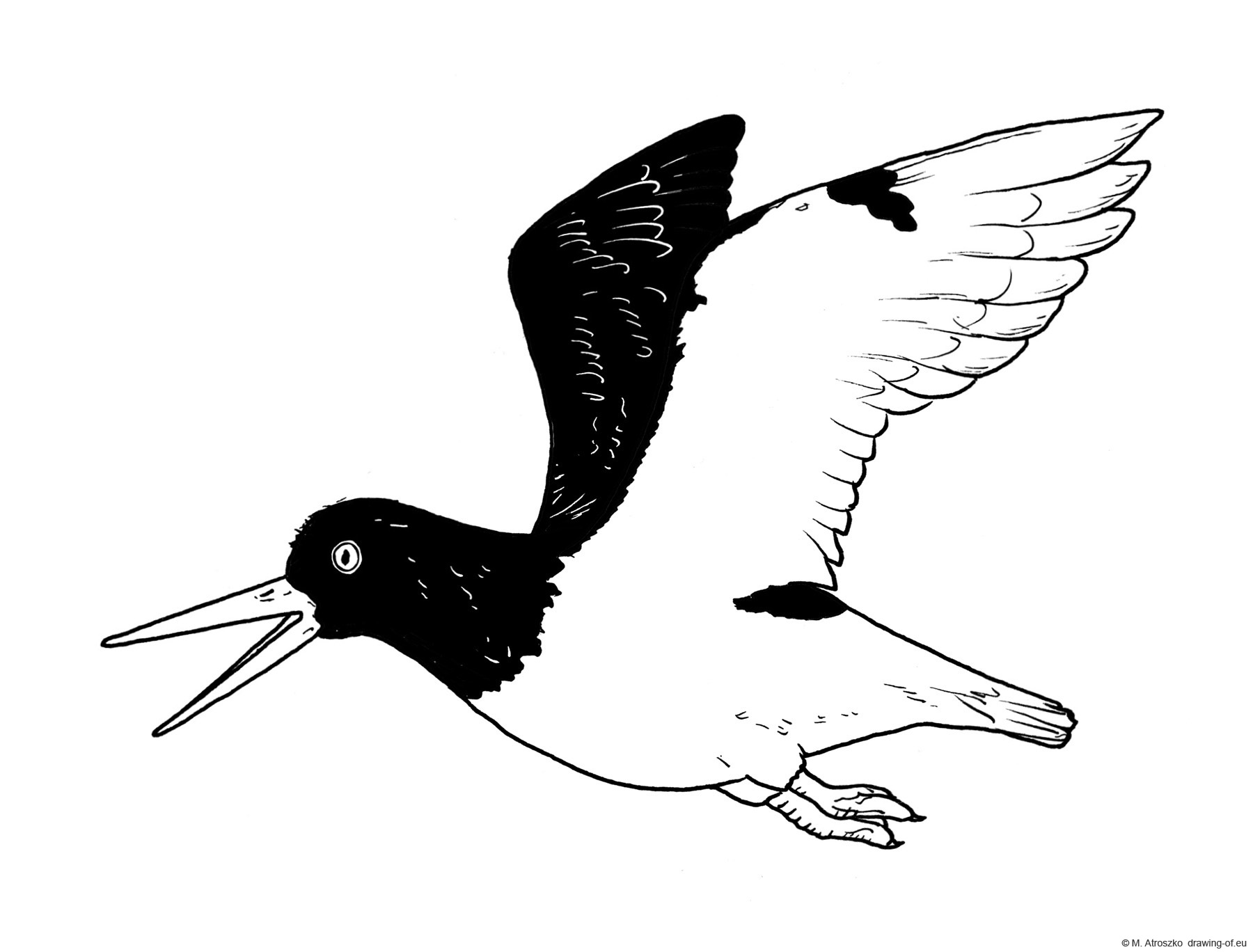 Drawing of ostreycatcher