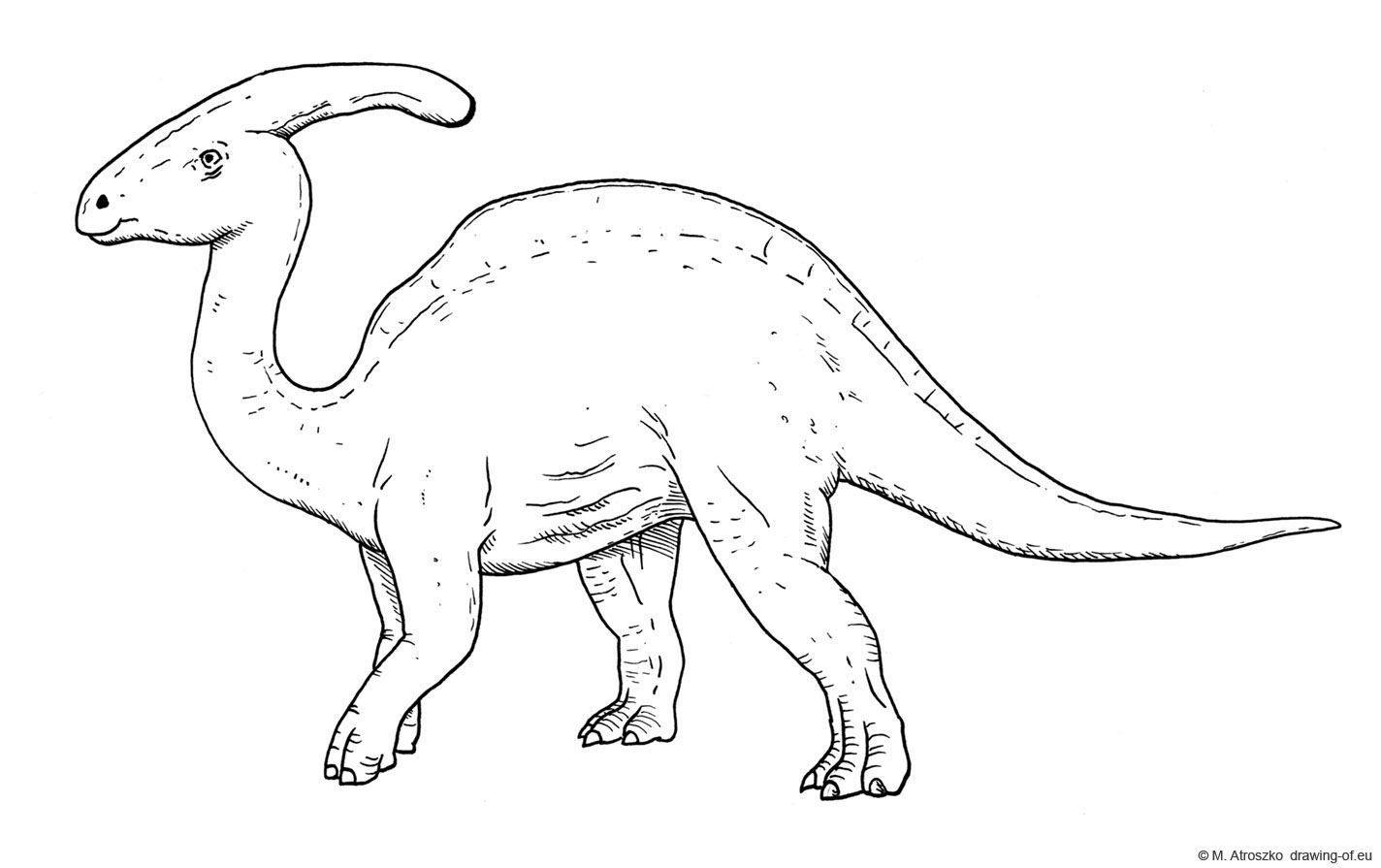 Drawing of Parasauroloph