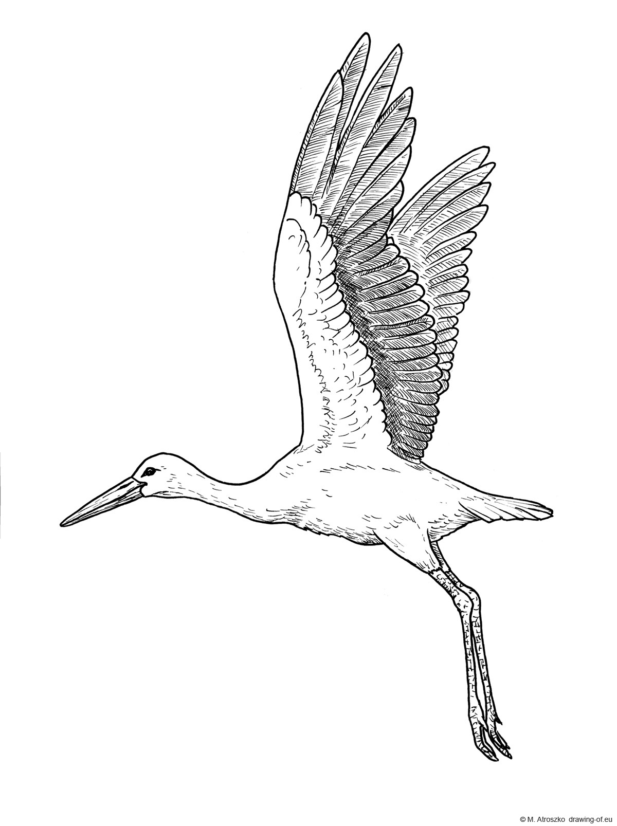 Drawing of stork