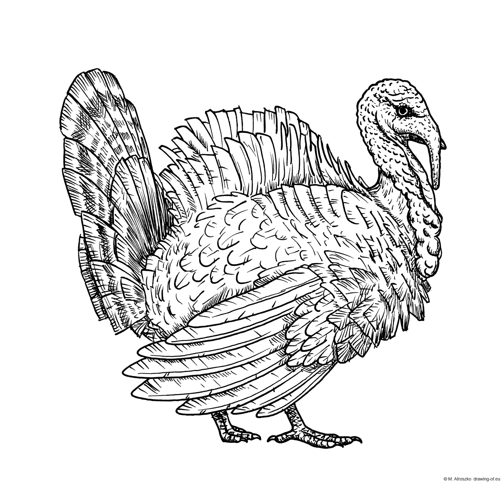 Drawing of turkey